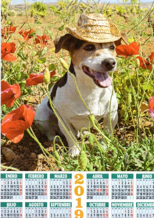 CALENDARIO DE PERRO CON GORRO